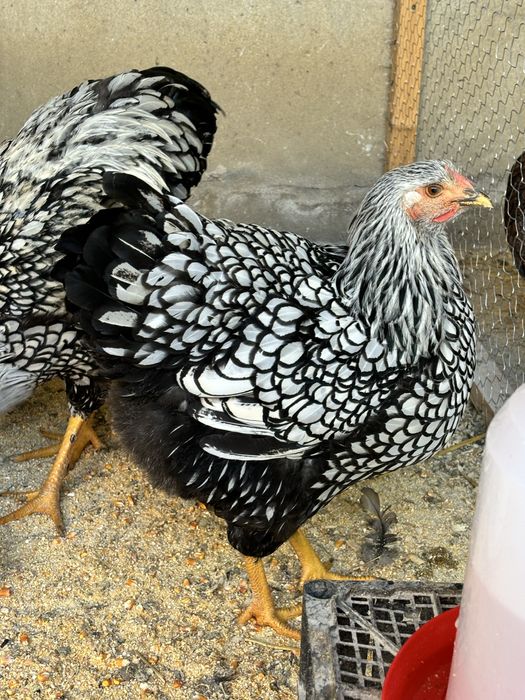 Oua pentru incubat Plymouth rock si Wyandotte argintiu