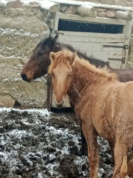 Соғым. Жабағы еті. Семейден келді.