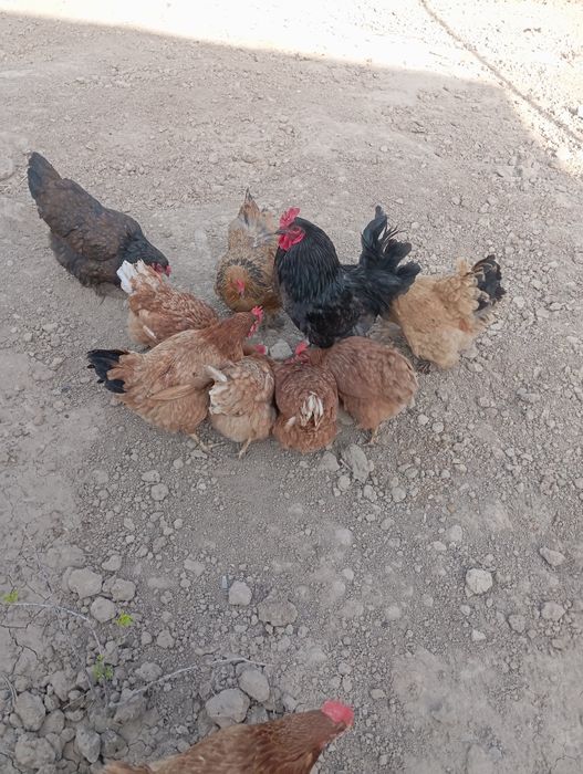 Тауықтар сатылады