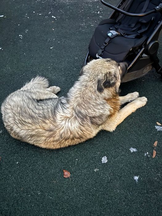 Найдена собака район Яссауи