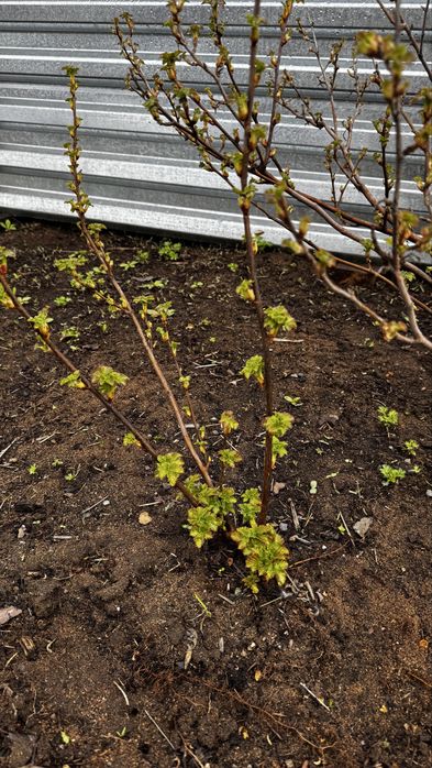 Черная смородина, сортовая