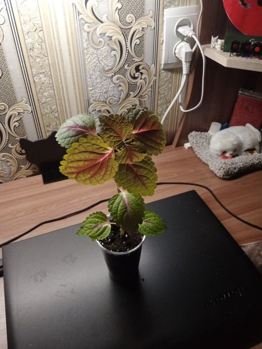 Коллеус - Неприхотливое растение