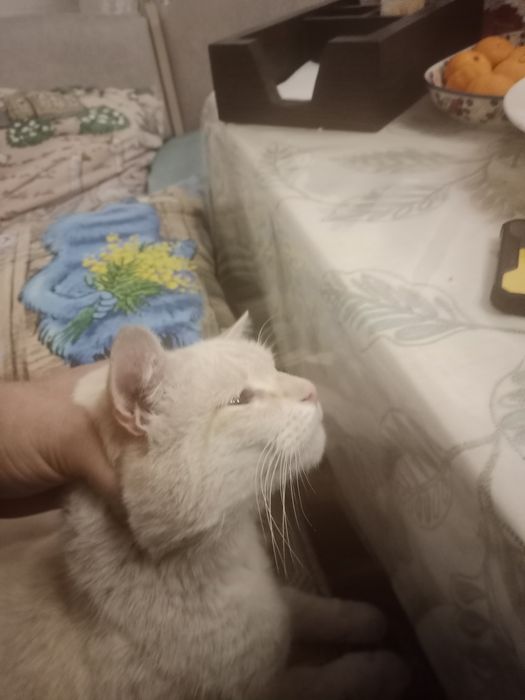 Кот белый ласковый