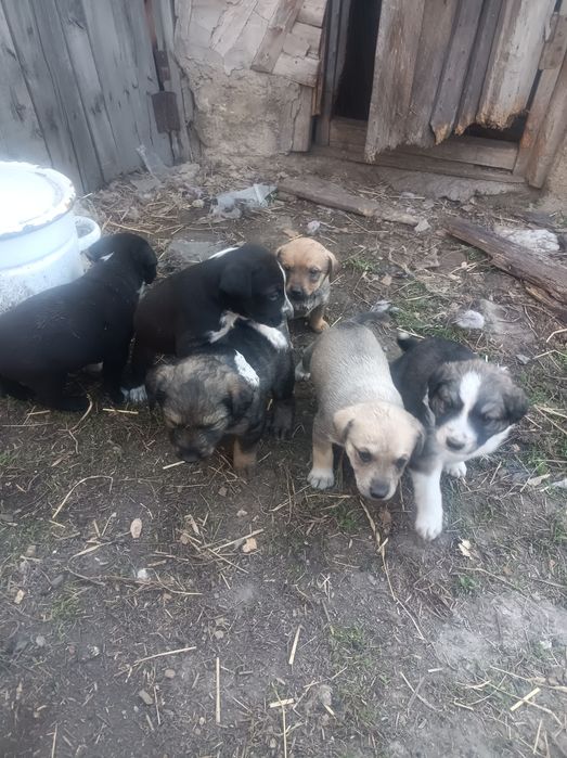 отдам в хорошие руки щенят