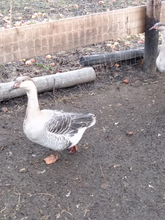 Vând 4 gâște din iunie
