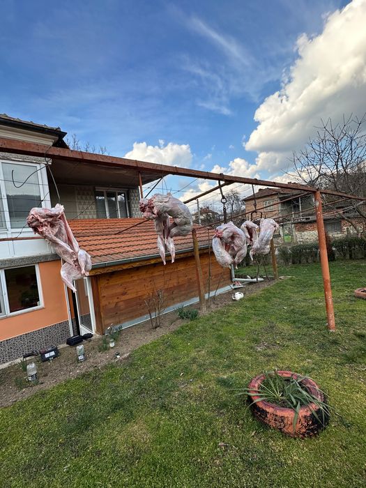 Зайци за продажба