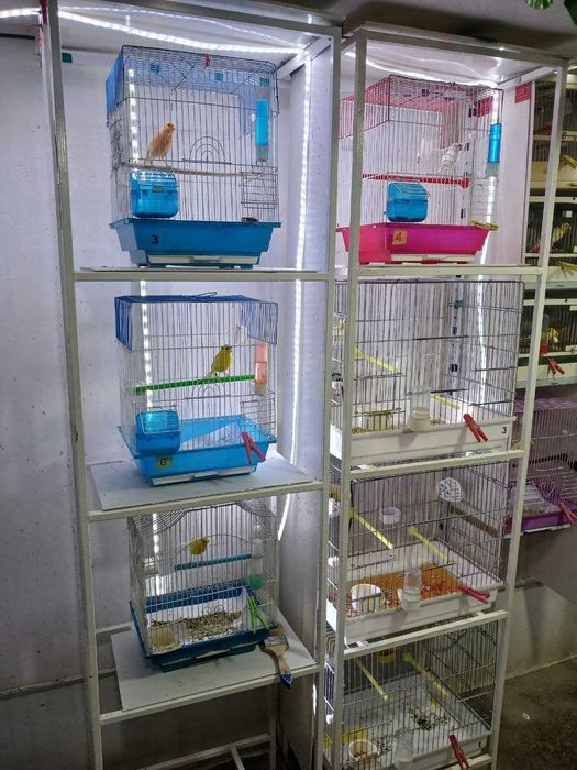 Cайроқи канарейкалар / Канарейки овсяночного напева