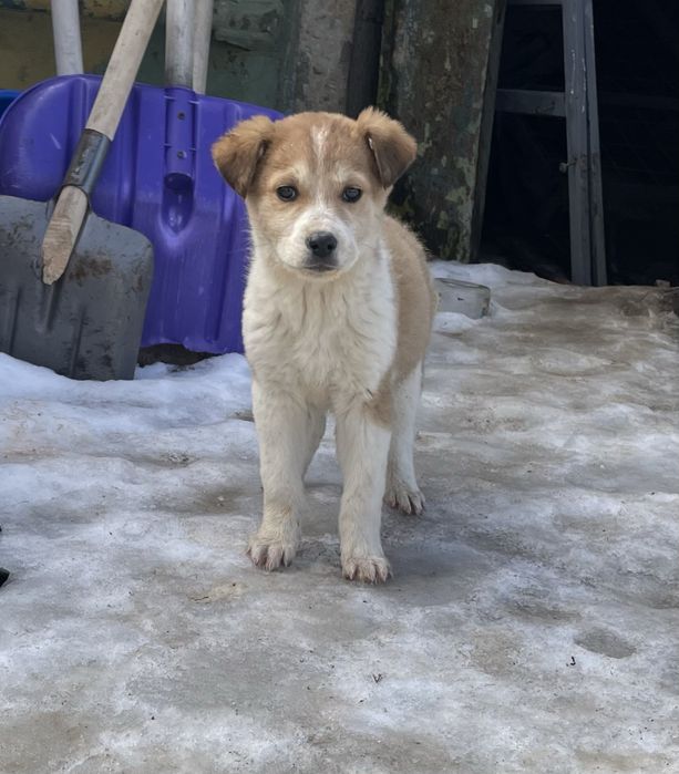 Отдам в добрые руки подросших щенков