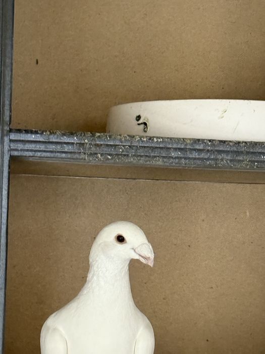 Kabutar голуби nemislar parlariyam bor