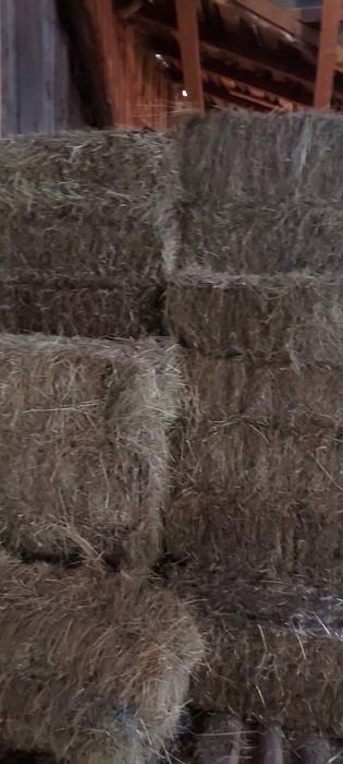 De vânzare baloți de lucernă,fân! Se asigura transport!
