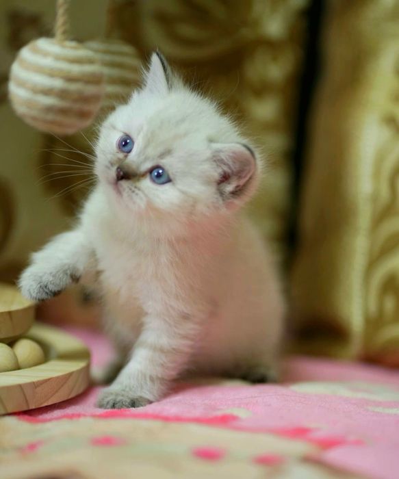 британские  котята с документами