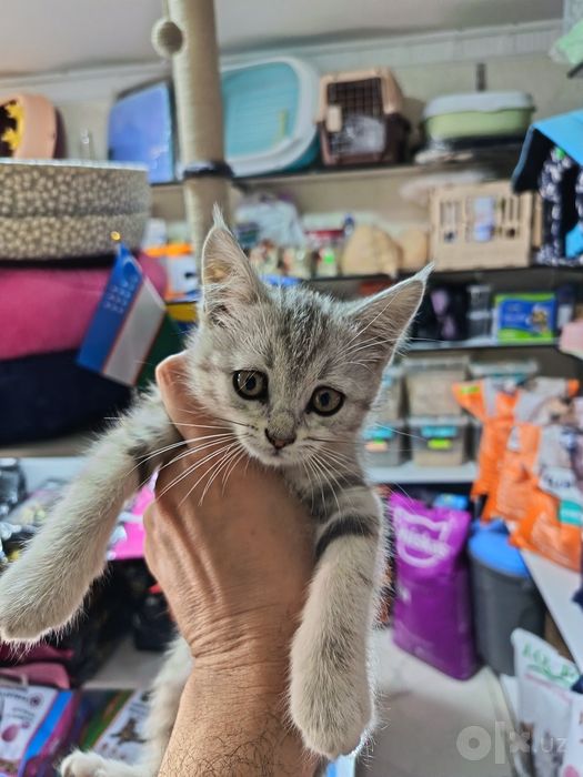 Срочно продаю котята