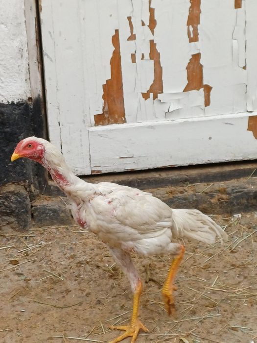 Дакан пепельный цвет