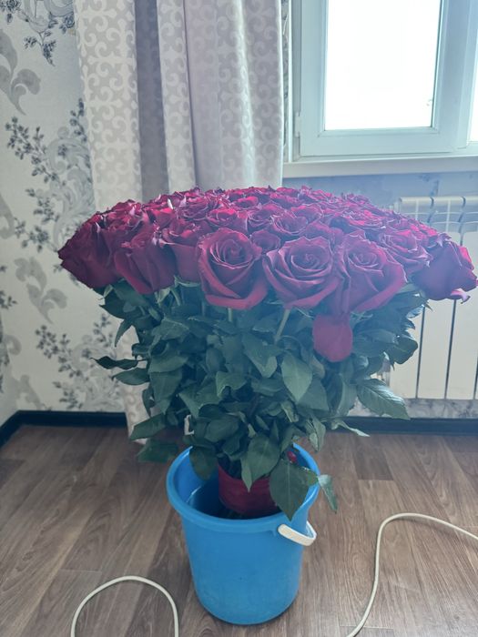 Метровые розы 101шт