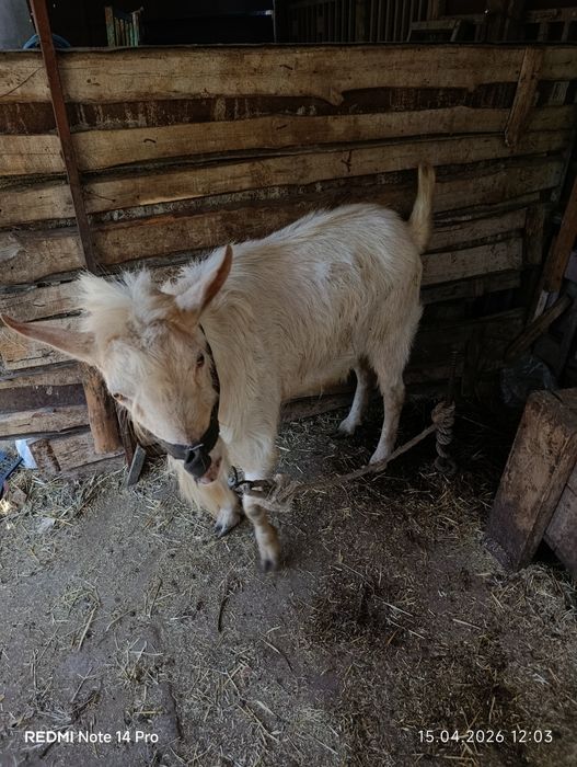 Теке сатылады жақсы