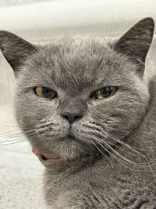 Britan scottish strayt mushuk sotiladi. Qizbola