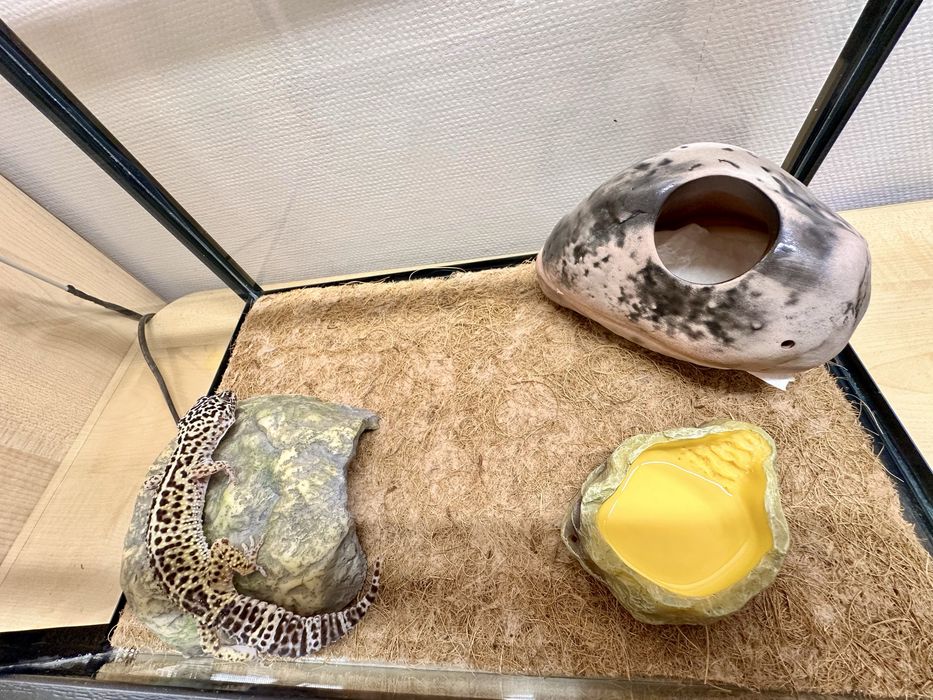 Ящерица Эублефар с террариумом