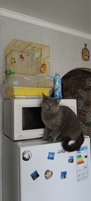 Отдам в добрые руки