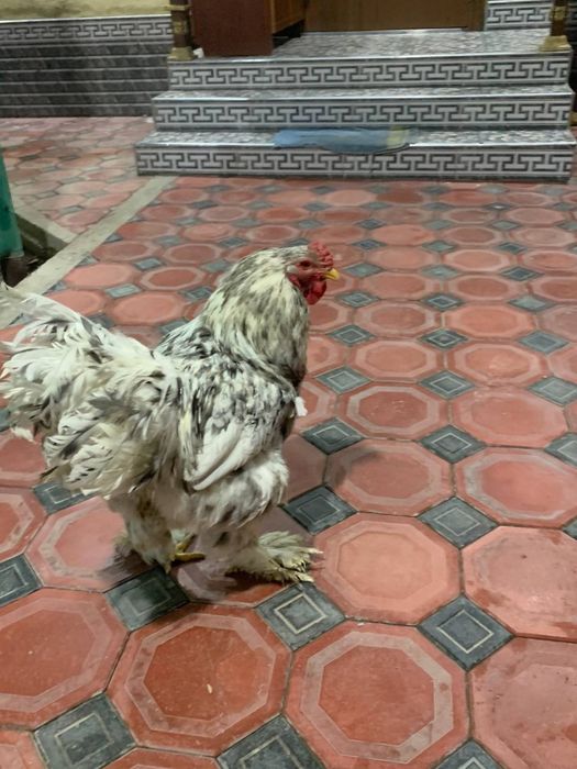 продам питуха БРАМА голубое мрамор