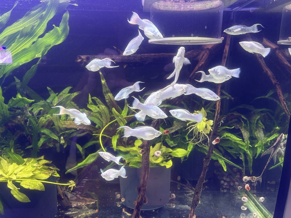 Моллинезия Велифера платина