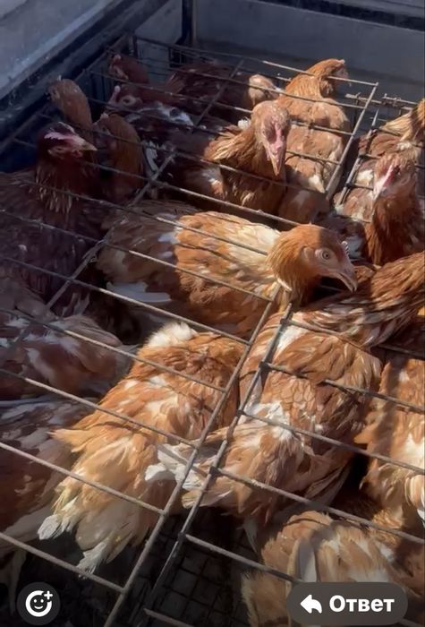 Курочки молодки Ломан браун