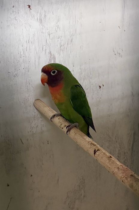 To’ti qush sotiladi.