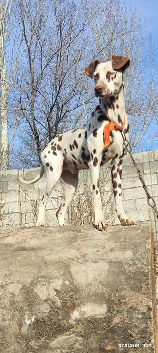 Собака Далматин ит,. Еркек, кабель