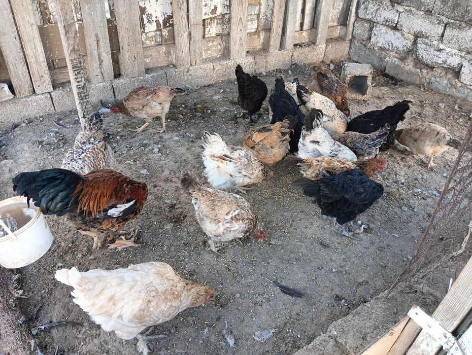 Продается курицы