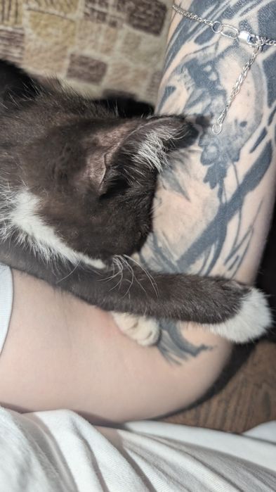 Котенок - мальчик
