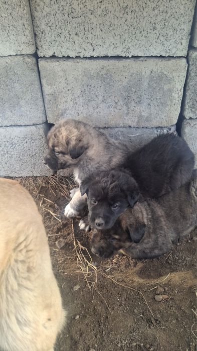 Щенки Лабрадор-ретривера