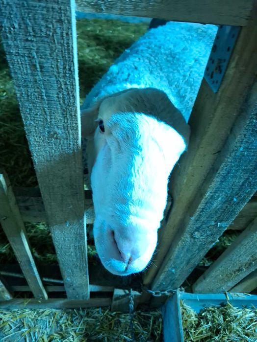 Продавам Овен Лакон