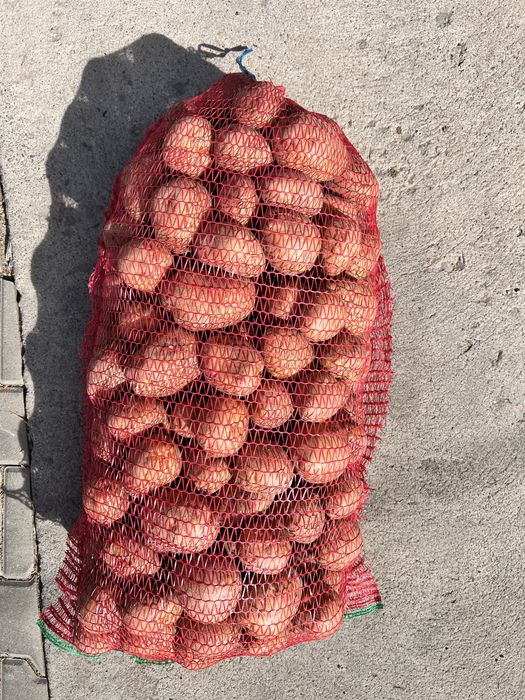 Cartofi consum și sămânță !