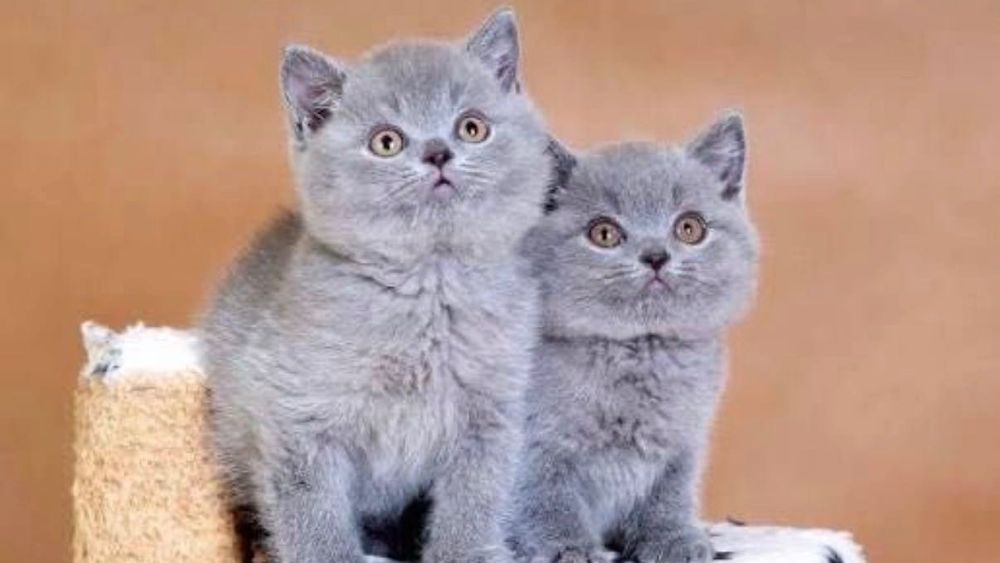 Шотландские котята