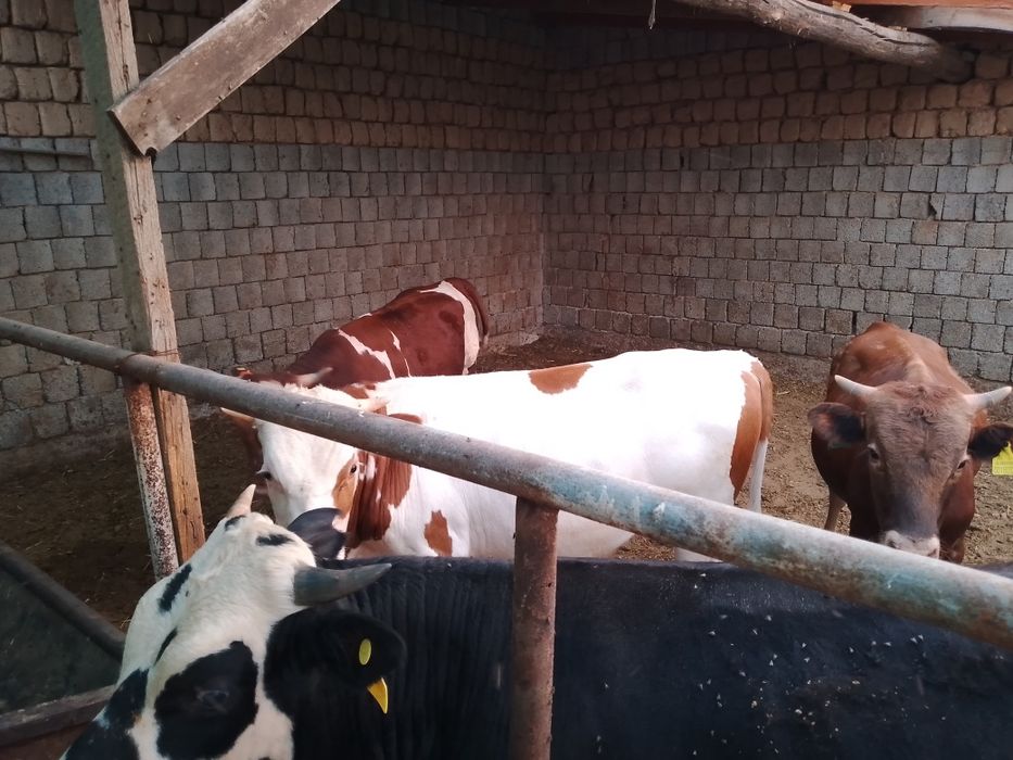 Росиски Горни Алтайдан келтирилган навослар сотилади.