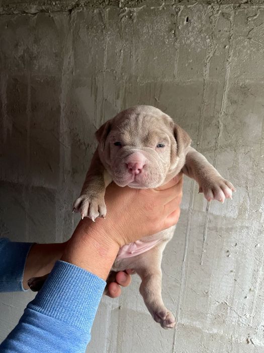 American Bully Pocket