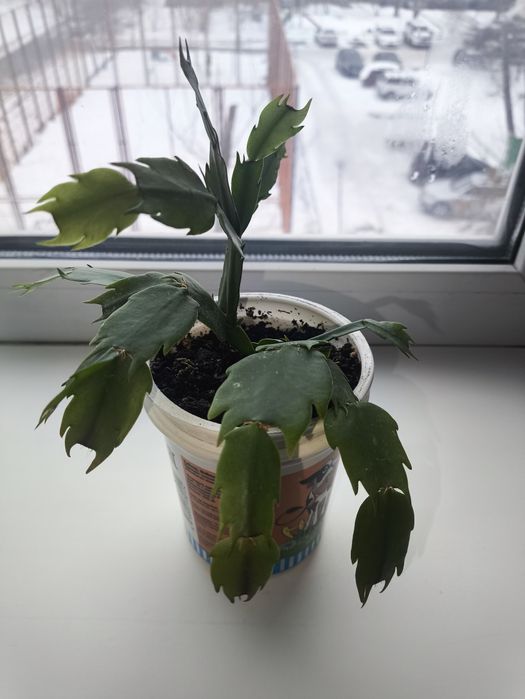 Декабрист (Растение)