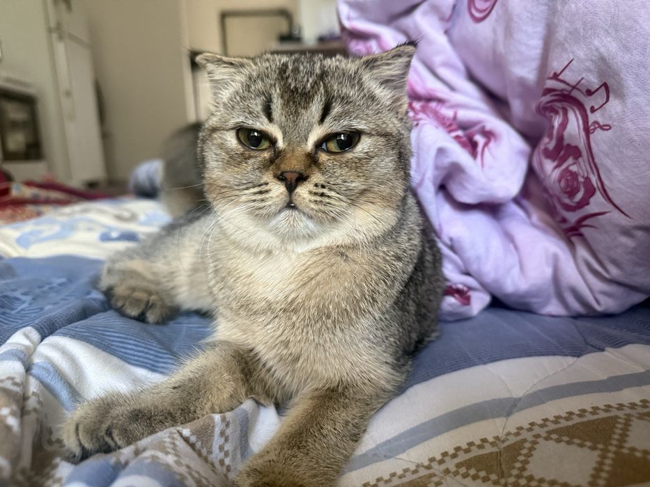 Котенок шотландская