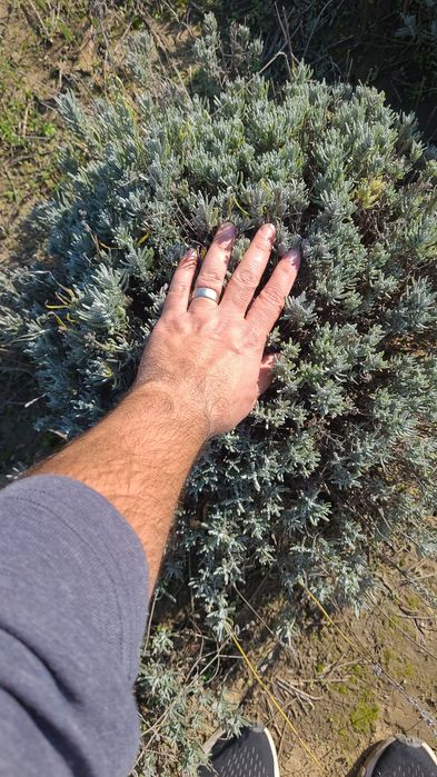 Planta lavanda matura - Tufa Lavanda Bucuresti
