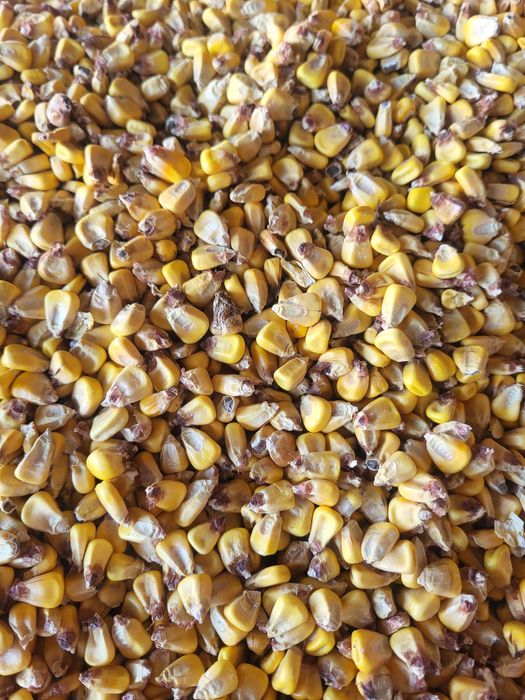 Porumb boabe cultura dubla