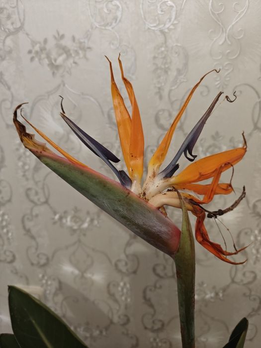 Стрилиция Регина