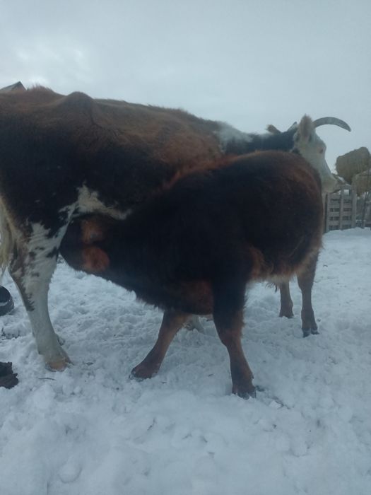 Бұқалар Сатылады