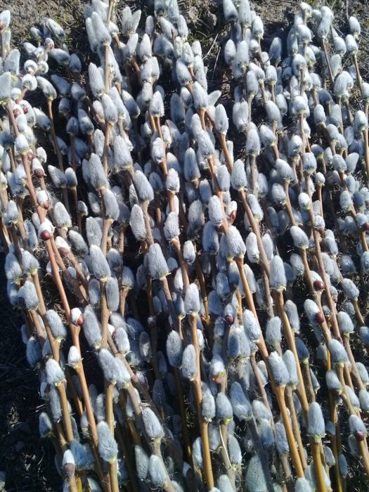 Верба, веточки Вербы свежие