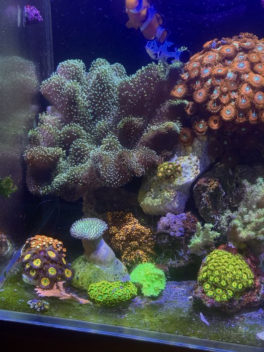 Морские рыбки и кораллы