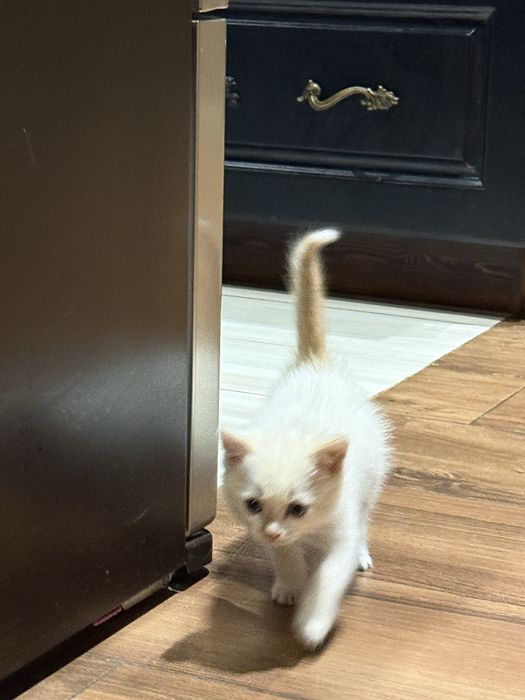 Отдадим котенка в добрые ручки
