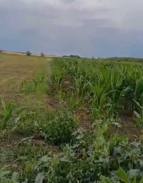 Inchiriez teren ( 6ha ) + saivan ( 532mp ) in Ivanda, judetul Timis