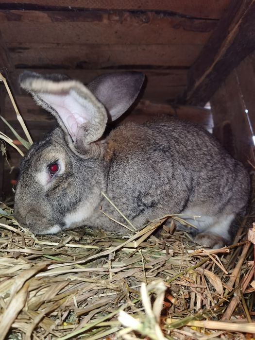 Iepuri de rasa Uriași german