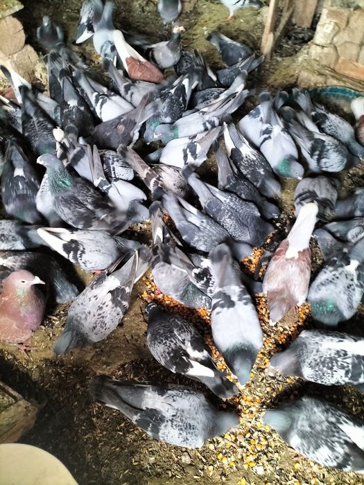 Porumbei caut un copil care dorește și îi plac porumbei