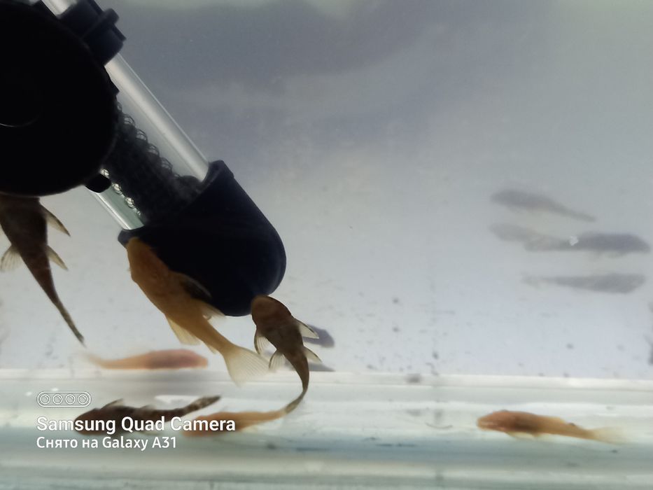 Продаю  анцитрусов.