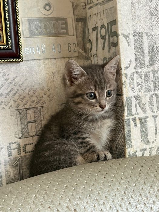 Котята район Жилянка