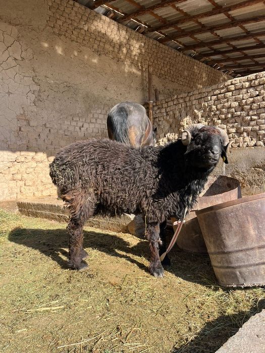 Қошқар 35 кг еті бар